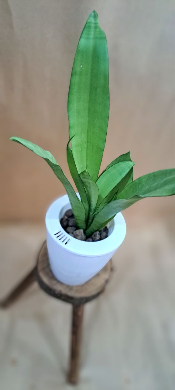 گلدان هیدروپونیک سایز9