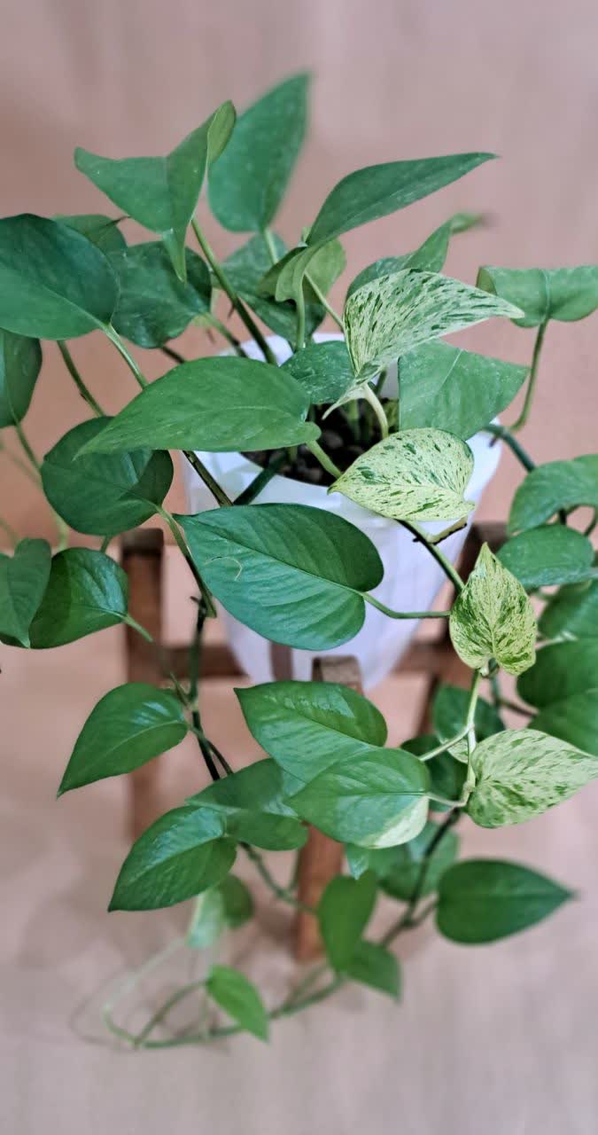 گلدان هیدروپونیک سایز14