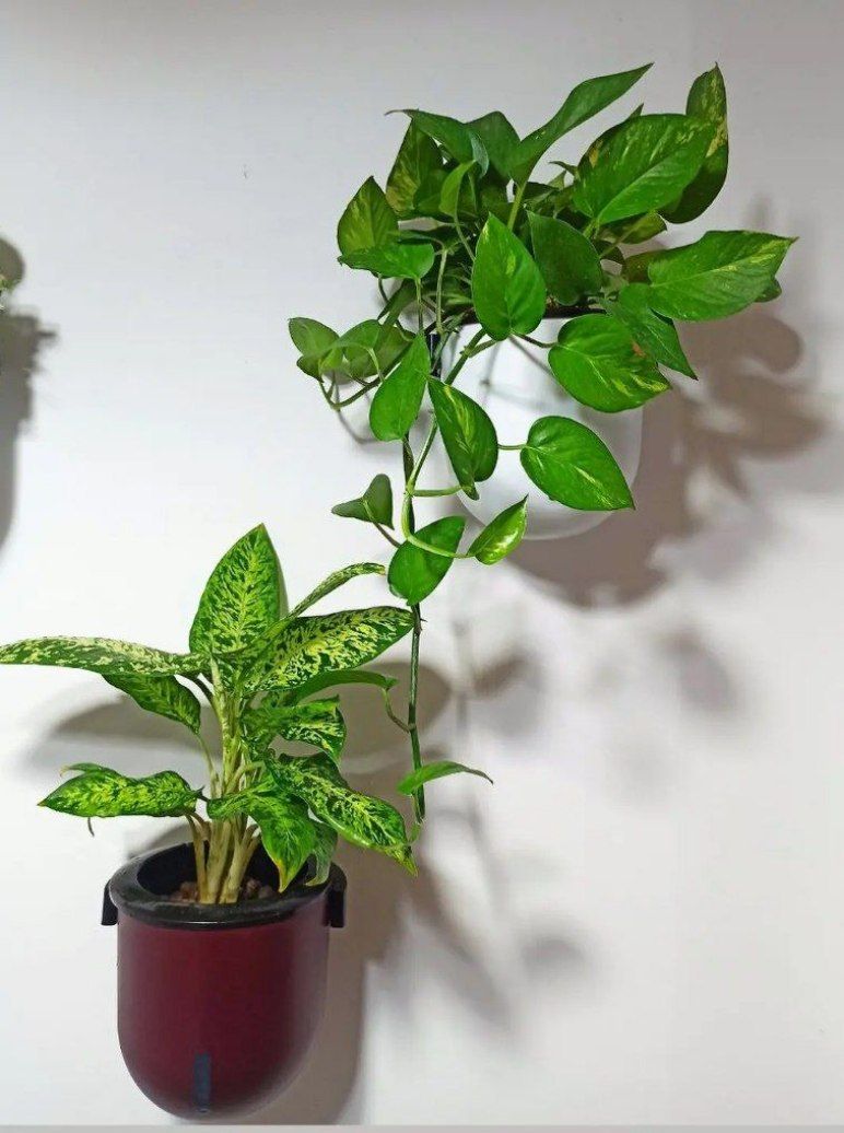 گلدان هیدروپونیک دیواری سایز14