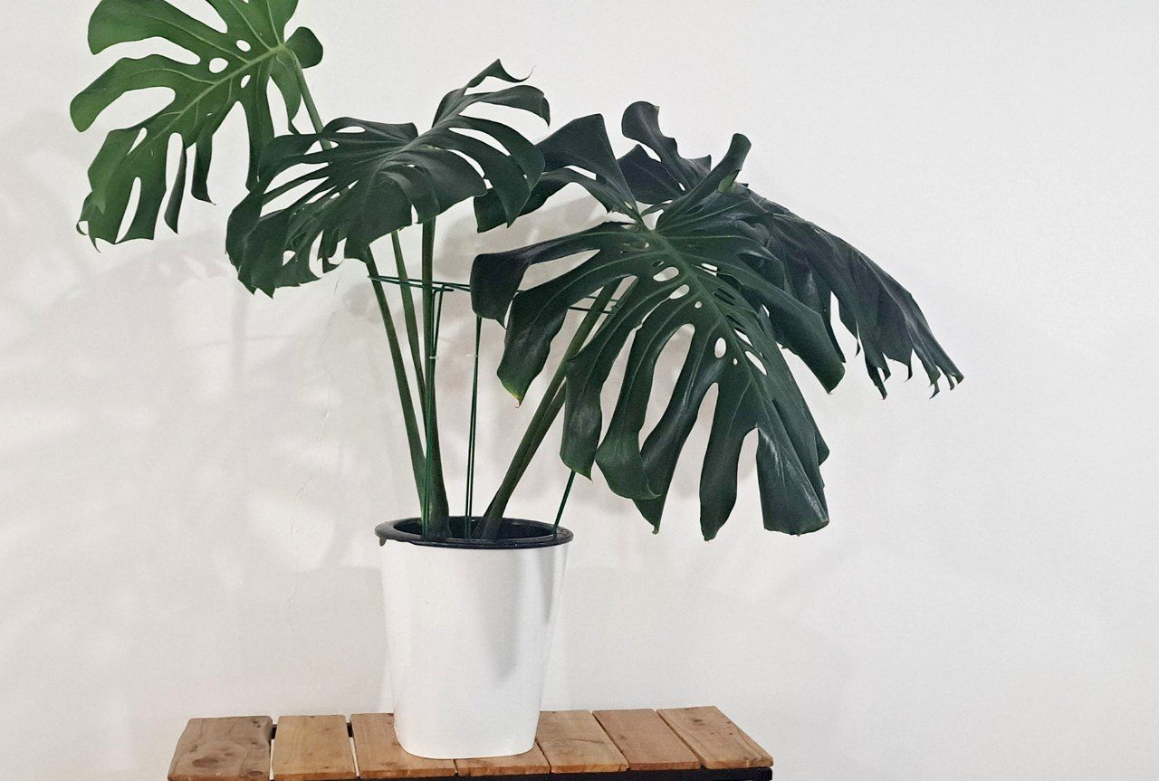 گلدان هیدروپونیک سایز22